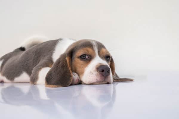 Prednisona para cães