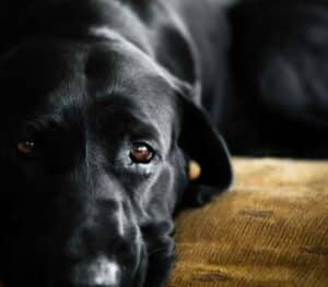 Linfoma em cães: sintomas, diagnóstico e tratamento