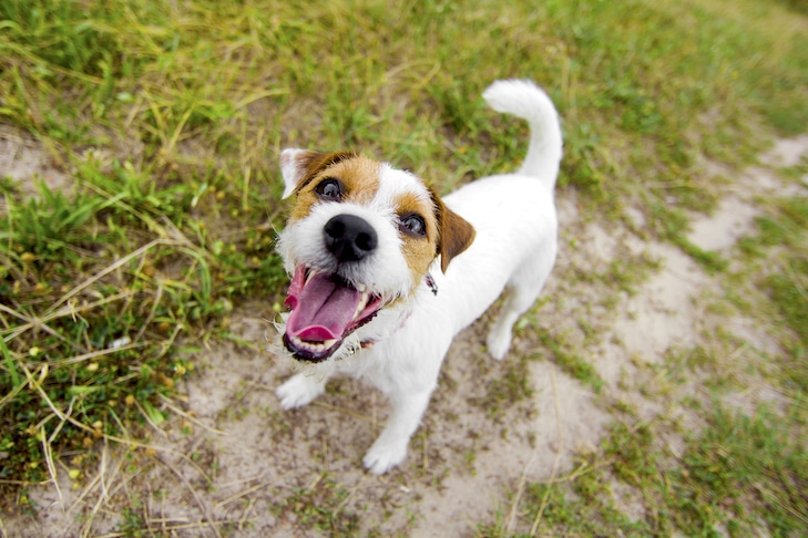 Os cães podem comer amoras?  – American Kennel Club