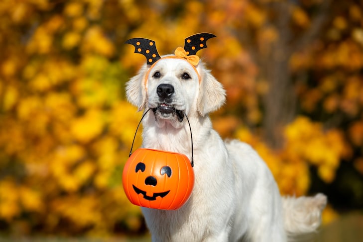 Dicas de segurança de Halloween para donos de cães