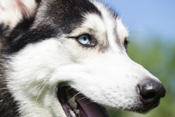 O que você deve saber sobre surdez canina