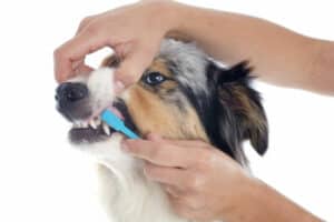 Pasta de dente para cães deve estar em seu baú de remédios caninos