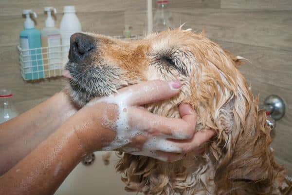 É Hora do Banho!  Toalhas, escovas, shampoo para cães e muito mais
