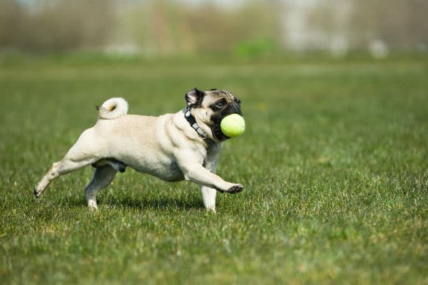 11 maneiras de quebrar o suor com seu cão