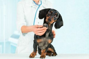 Hipertensão pulmonar (pressão alta) em cães
