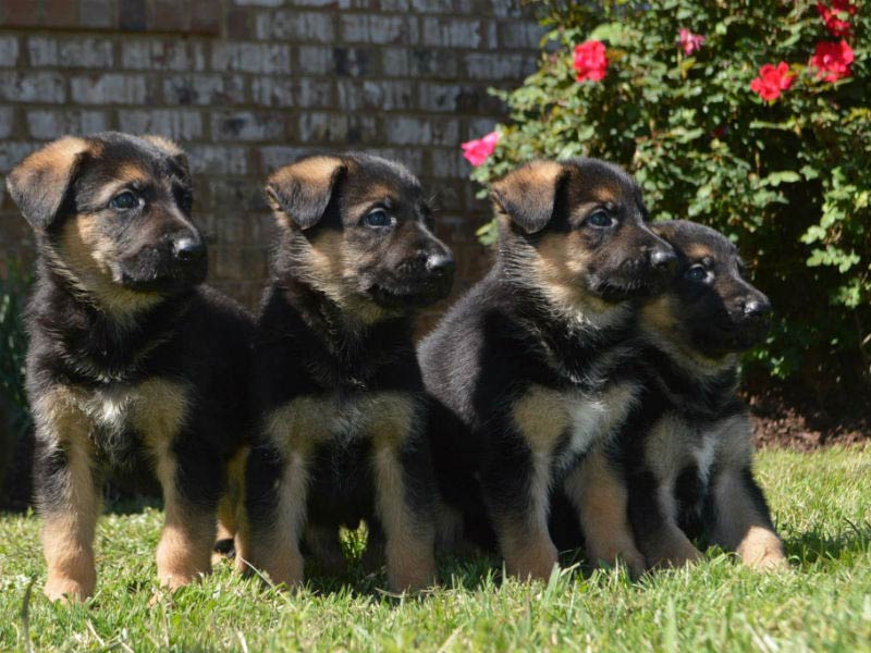 10 maneiras de manter seu cão pastor alemão saudável