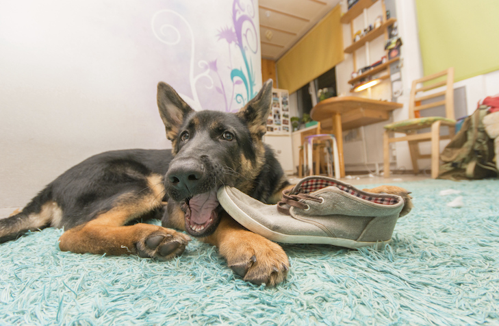 Sozinho em casa: como ficar de olho no seu cachorro quando você não está lá