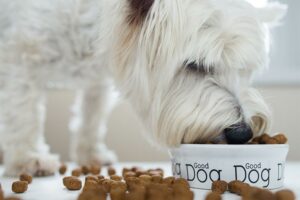 Soja na comida de cachorro: o que você precisa saber