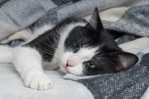 Felino 9-1-1: identificando sinais de que seu gato está doente