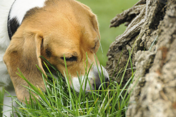 Por que os cães comem cocô e como pará-lo