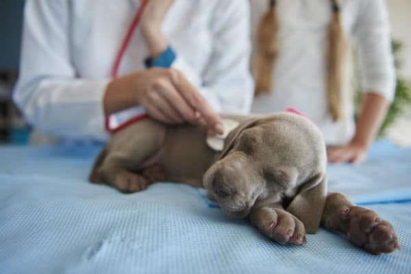 O que todo dono de cachorro precisa saber sobre Parvo em filhotes