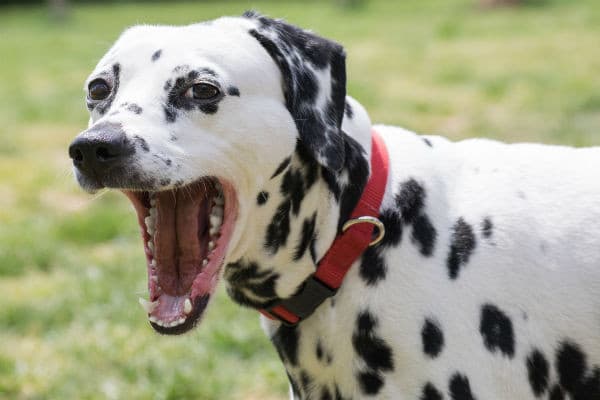 Vômitos em cães: causas, diagnóstico e tratamento