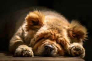 Deixe os cães adormecidos mentirem: convulsões e sonhos