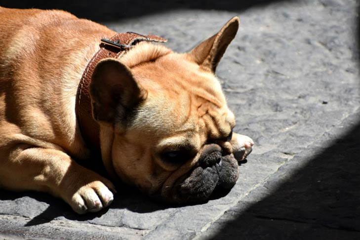 Tramadol para cães: usos e efeitos colaterais