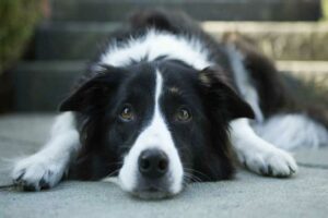 Doxiciclina para cães: usos e efeitos colaterais