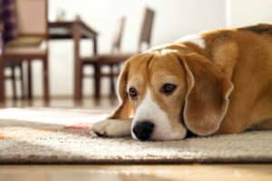 Aspirina para cães: benefícios e efeitos colaterais