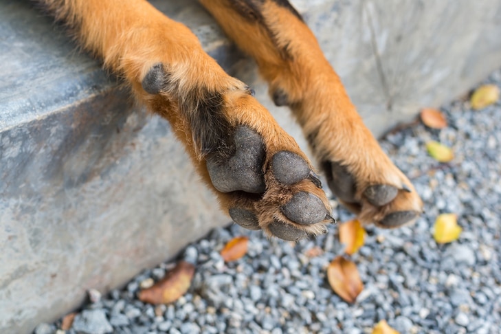 Por que os pés do meu cachorro cheiram a fritos?