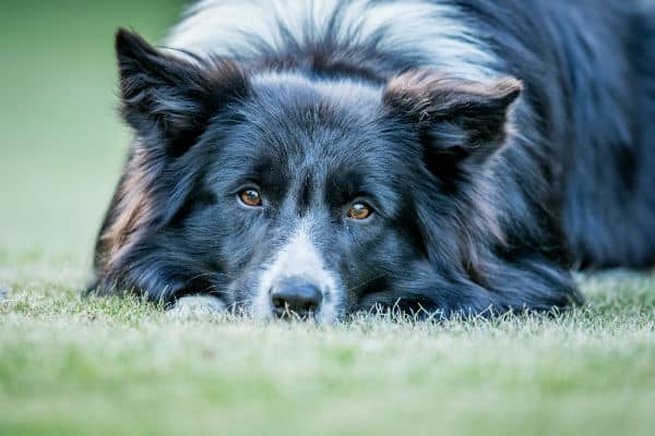 Como manter a mente do seu cão afiada