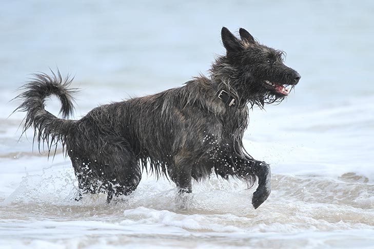 O sal é ruim para cães?