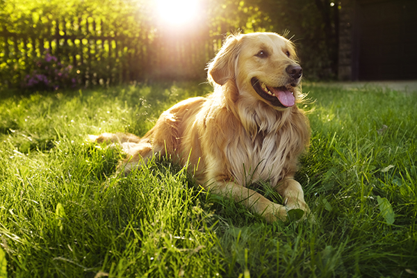 Pele seca em cães: causas, sintomas e tratamento