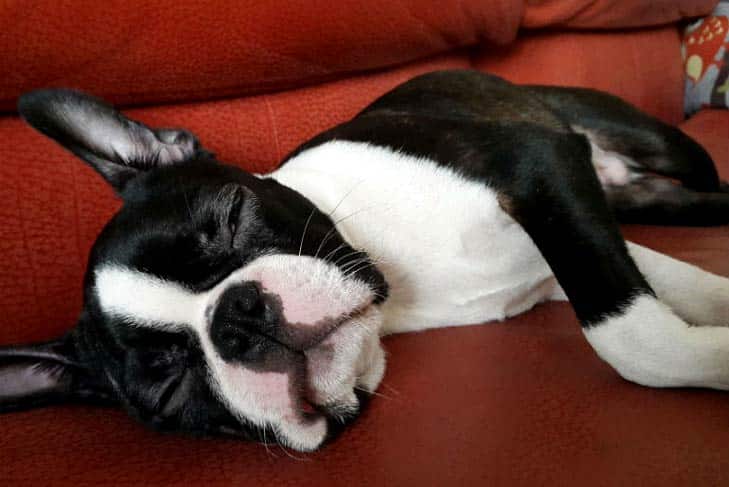 O Pepto-Bismol é seguro para cães (junto com outros medicamentos de venda livre)?