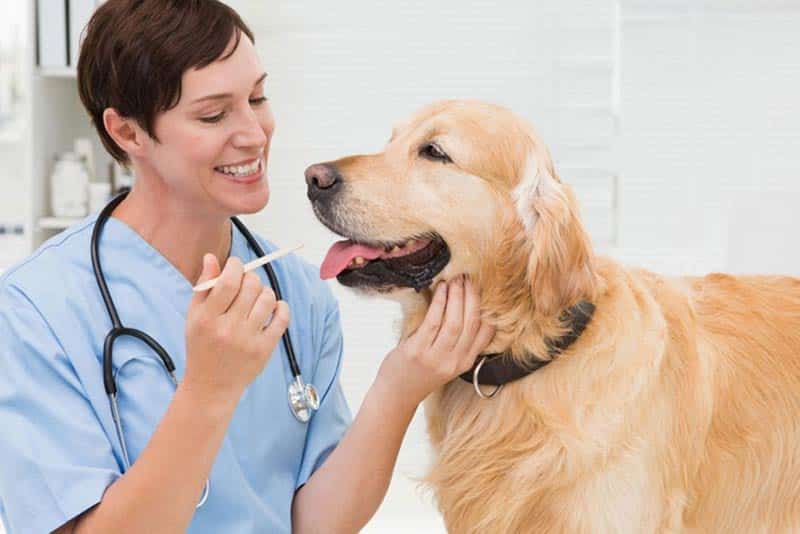 Cefalexina: O que é e como pode ajudar seu cão