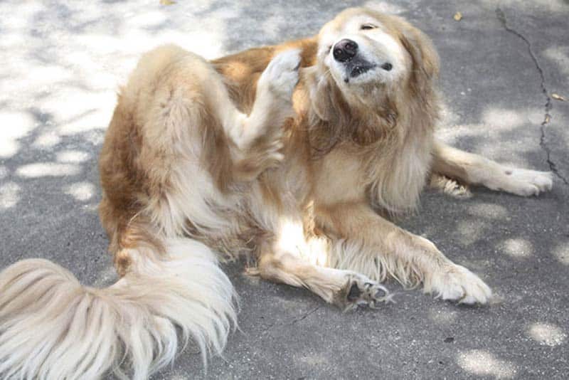 Ácaros da orelha em cães: o que os donos precisam saber