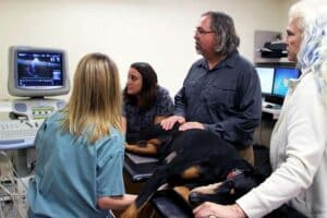 Novo tratamento oferece esperança para cães com doença cardíaca