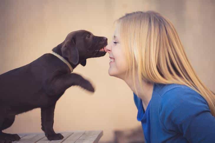 Por que meu cachorro está me lambendo?