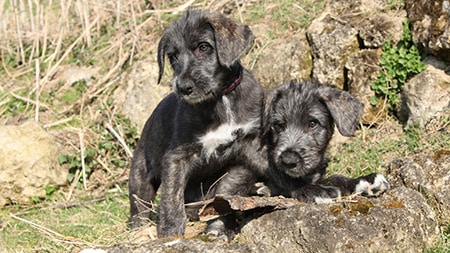 Living Large: Criando um filhote de Wolfhound irlandês