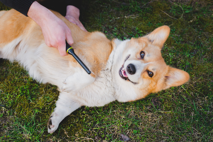 Como tirar rebarbas do pelo de cachorro