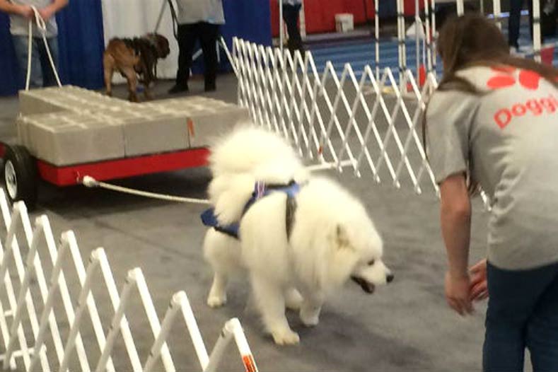 Este segredo dos cães mais fortes do mundo pode melhorar a aptidão do seu cão