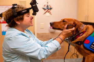 Programa de triagem oferece exames oftalmológicos gratuitos para cães de serviço