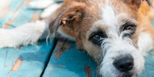 Meu cachorro vomitou, os probióticos para cães ajudarão?  · O guru do estilo de vida do animal de estimação