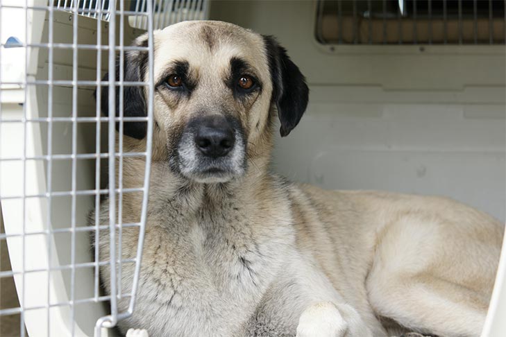 Esteja preparado para as necessidades específicas do seu cão em caso de emergências climáticas