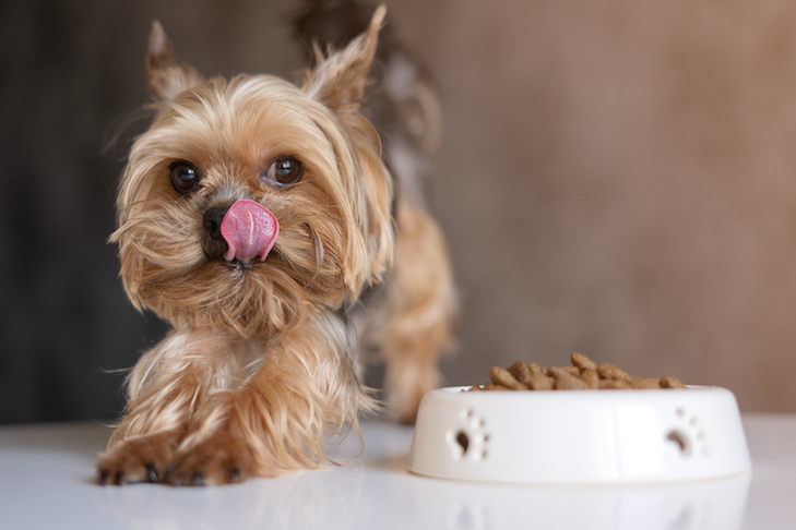 Opções de ração seca para cães que não são croquetes – American Kennel Club