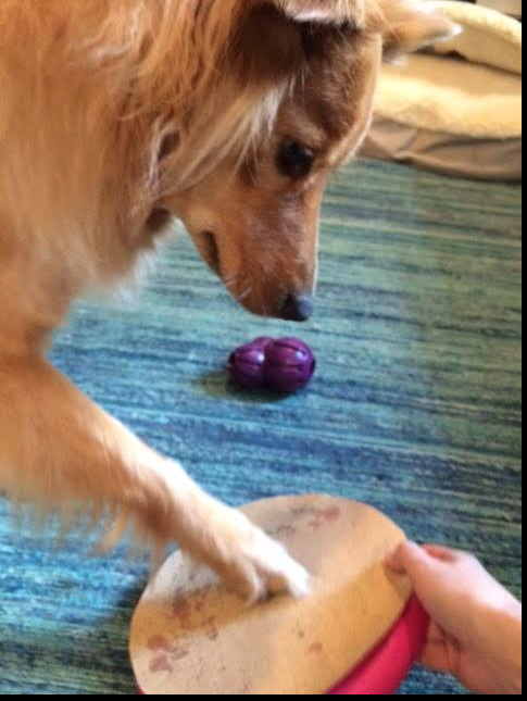 Este cão corta as próprias unhas.  O seu também pode!