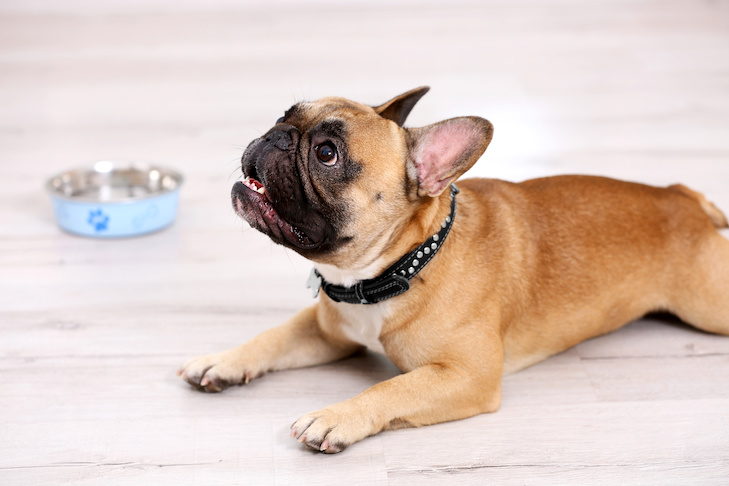 Cães podem comer tâmaras?