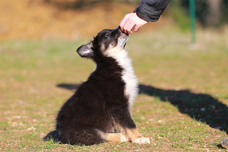 Cães podem comer gengibre?  Meu cachorro pode comer gengibre?