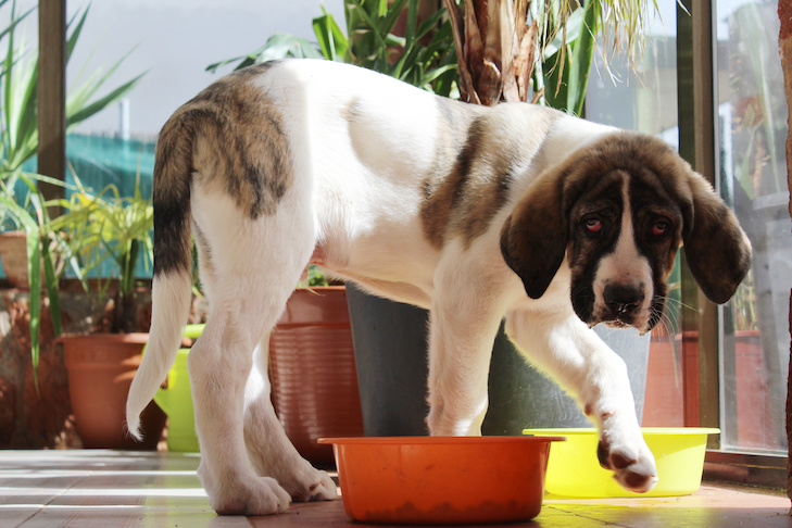 Como proteger o cuidado do seu cão à prova de inflação