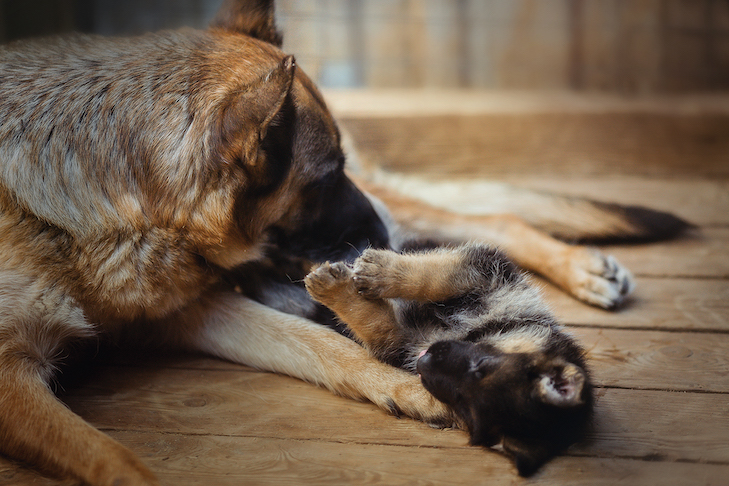 O abraço leva a cães mais bem comportados?