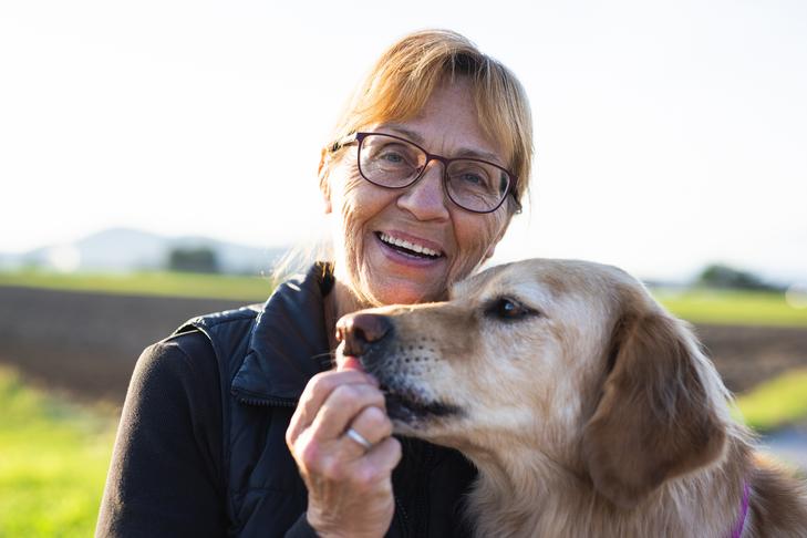 Cães podem comer romãs?