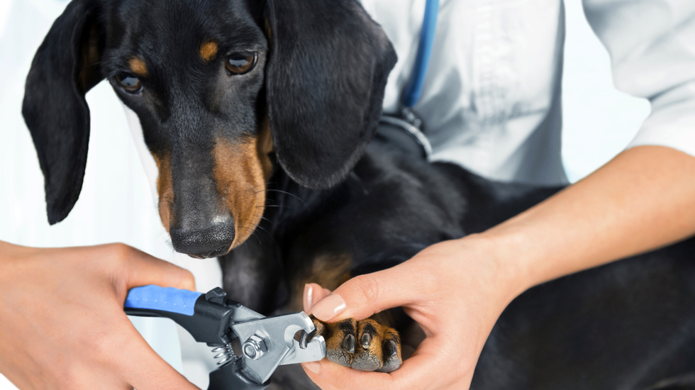 A negligência das unhas pode levar a problemas de saúde para o seu cão