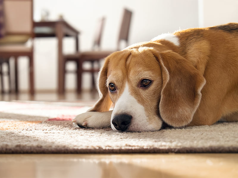 Cães idosos PERGUNTE AKC