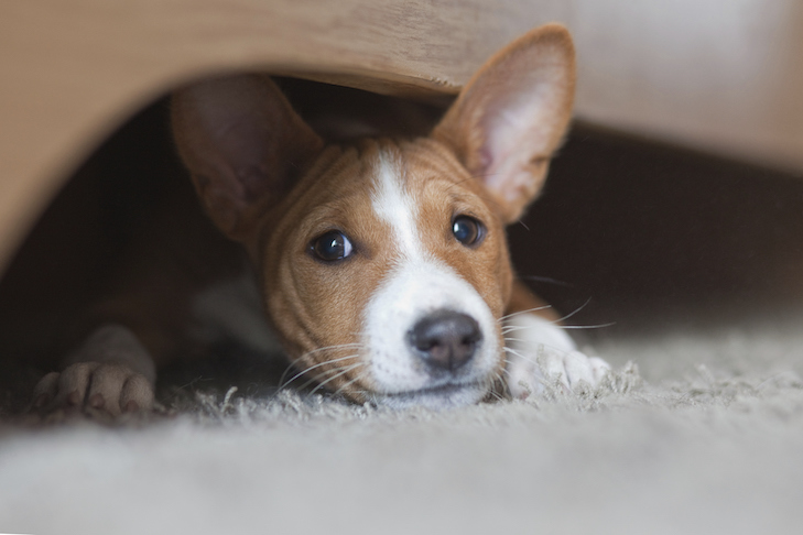 Gabapentina para cães: usos e efeitos colaterais