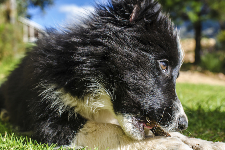 Os cães podem comer nozes?