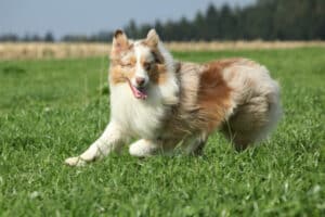 8 raças de cães perfeitas para atletas