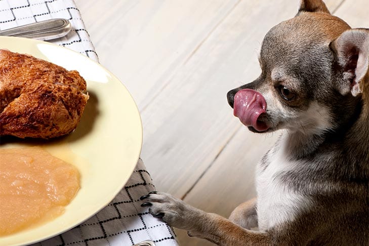 Não deixe o cachorro mendigando arruinar o Dia de Ação de Graças