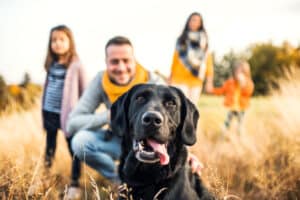As 10 principais razões para agradecer aos cães – The Dog Blog