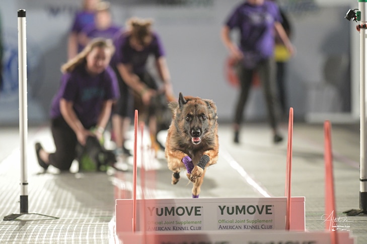 O epiléptico belga Tervuren desafia as probabilidades e se destaca no Flyball